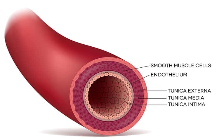 keep-your-cells-health-and-strong