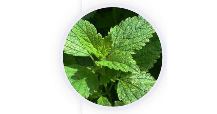 Lemon Balm